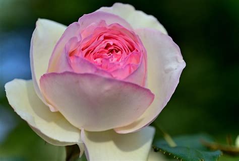 national flower of london